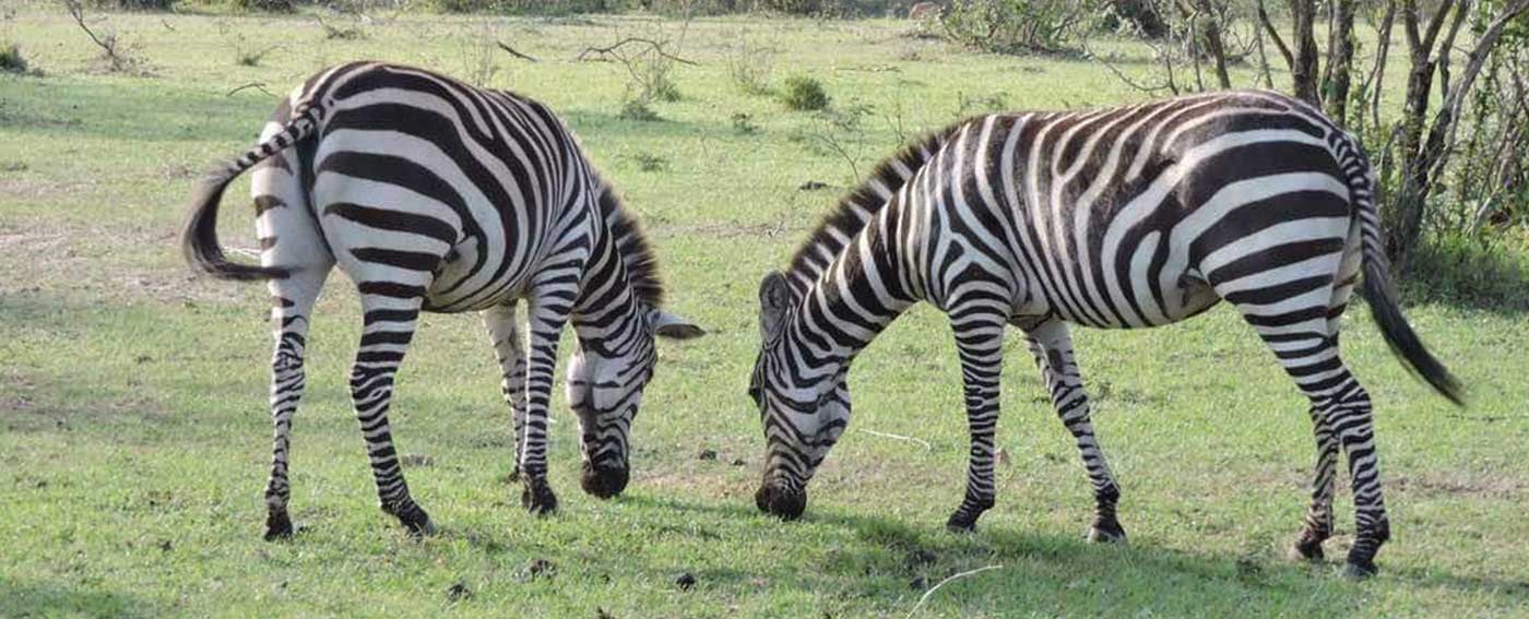 Mboni Advetures Safaris