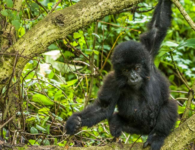MOUNTAIN GORILLA SAFARI 